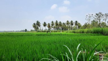 Mandya Bölgesi, Karnataka, Hindistan 'daki güzel Hint Paddy ve Şeker Çubuğu tarım alanlarına yakın çekim.