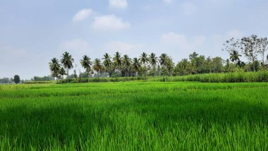Mandya Bölgesi, Karnataka, Hindistan 'daki güzel Hint Paddy ve Şeker Çubuğu tarım alanlarına yakın çekim.