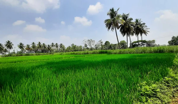 Closeup Beautiful Indian Paddy Sugar Cane Agricultural Field Mandya District — Fotografia de Stock