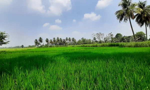 印度卡纳塔克邦Mandya区美丽的印第安稻田和甘蔗田的封闭 — 图库照片