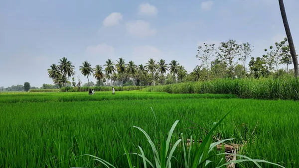 Крупный План Красивого Сельскохозяйственного Поля Индийского Падди Сахарного Тростника Округе — стоковое фото