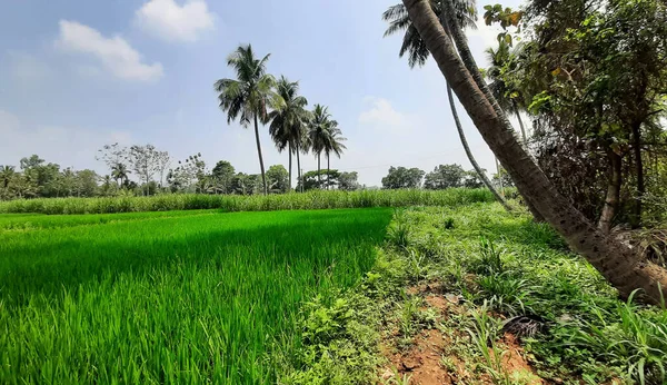 Zbliżenie Pięknego Indyjskiego Pola Uprawnego Paddy Sugar Cane Dystrykcie Mandya — Zdjęcie stockowe