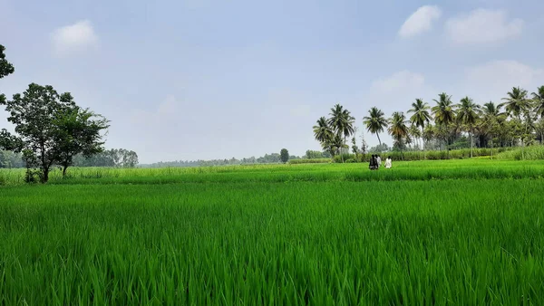 Closeup Beautiful Indian Paddy Sugar Cane Agricultural Field Mandya District — Photo