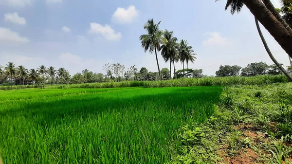 Zbliżenie Pięknego Indyjskiego Pola Uprawnego Paddy Sugar Cane Dystrykcie Mandya — Zdjęcie stockowe