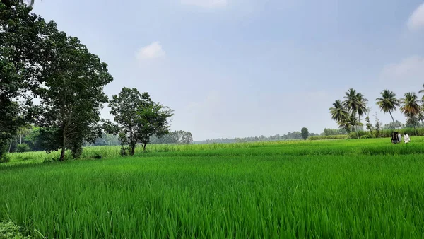 Closeup Beautiful Indian Paddy Sugar Cane Agricultural Field Mandya District — Fotografia de Stock