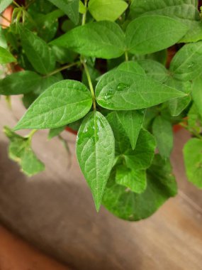 Closeup of Horse gram plant growing in a terrace garden at the home.