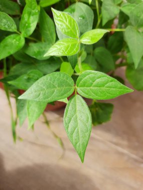 Closeup of Horse gram plant growing in a terrace garden at the home.