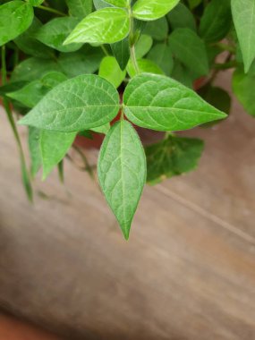 Closeup of Horse gram plant growing in a terrace garden at the home.