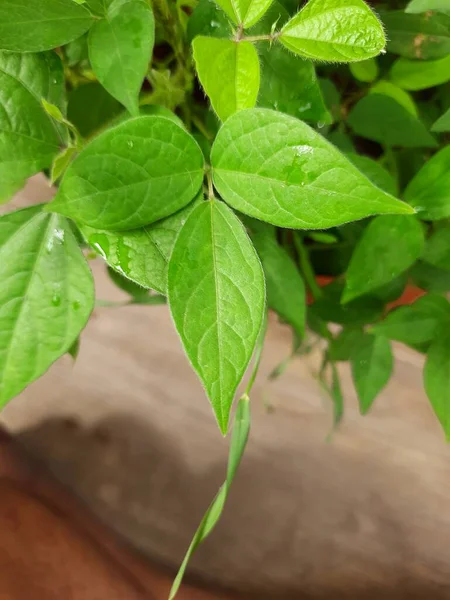 Closeup of Horse gram plant growing in a terrace garden at the home.