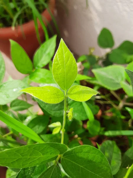 Closeup of Horse gram plant growing in a terrace garden at the home.
