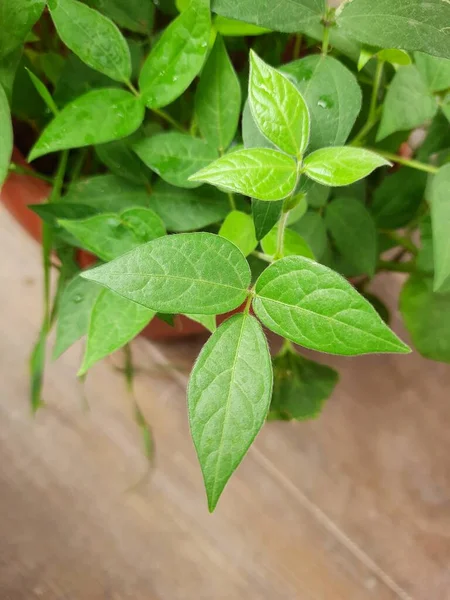 Closeup of Horse gram plant growing in a terrace garden at the home.