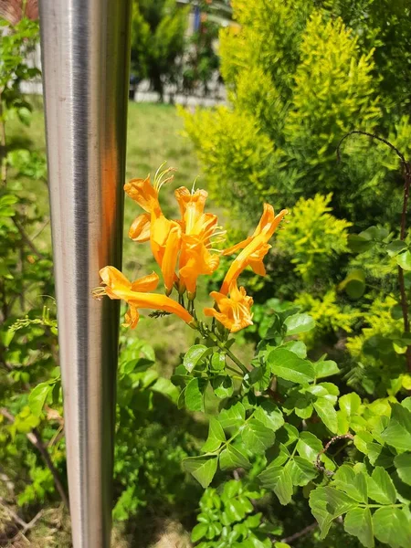 Цвітіння Чудових Жовтих Квіток Текоми Capensis Рослин Ростуть Біля Станції — стокове фото