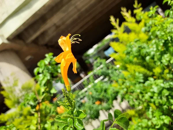 Closeup Beautiful Yellow Color Tecoma Capensis Flower Plant Growing Metro — ストック写真