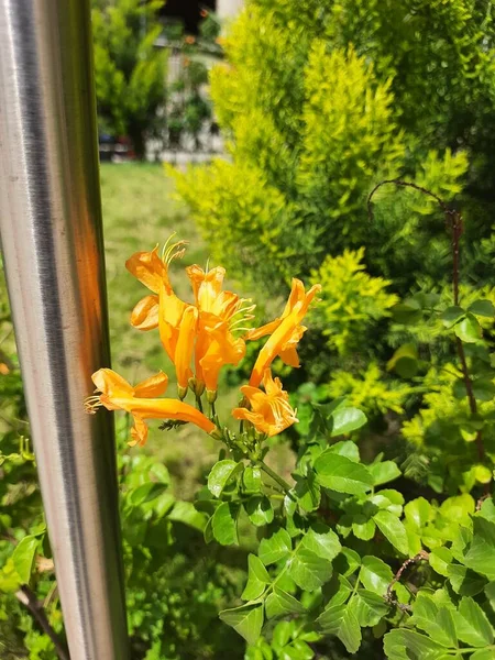 Closeup Beautiful Yellow Color Tecoma Capensis Flower Plant Growing Metro — Stock Fotó