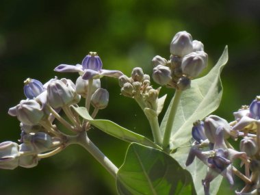 Closeup of beautiful Calotropis gigantea Giant Milkweed or Crown Flower with green nature background.