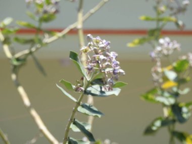 Closeup of beautiful Calotropis gigantea Giant Milkweed or Crown Flower with green nature background.