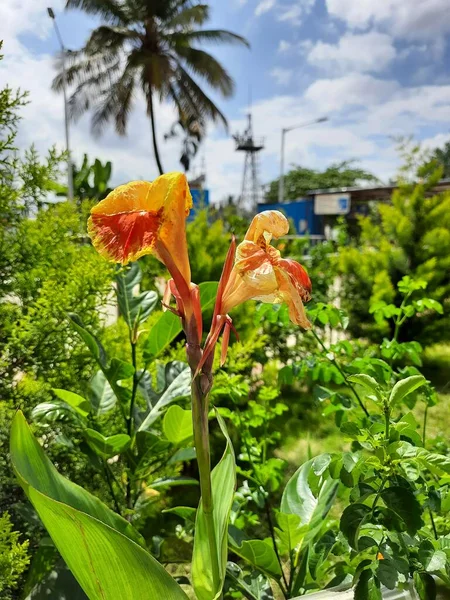 Closeup Beautiful Yellow Red Color Combination Indian Shot Canna Indica — Stock Fotó