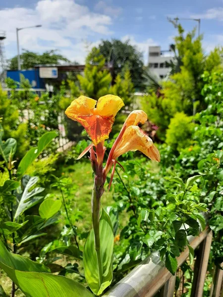 Closeup Beautiful Yellow Red Color Combination Indian Shot Canna Indica — Foto de Stock