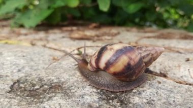 Güzel kahverengi toprak kabuklu salyangoz hayvanının yakın plan doğa arka planında hareket eden videosu