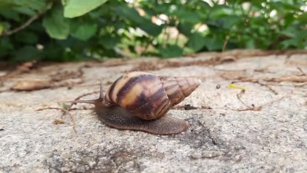 美しい茶色の色の土地の閉鎖コンチカタツムリ動物移動ビデオで自然背景 — ストック動画