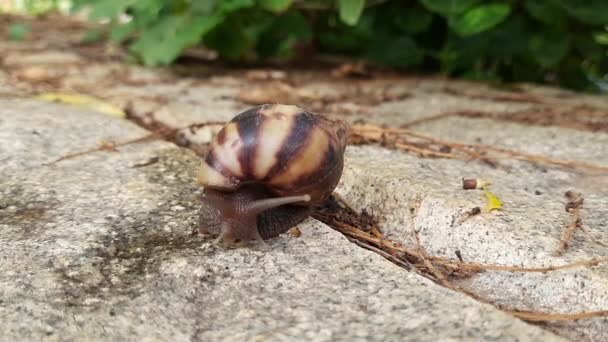 美しい茶色の色の土地の閉鎖コンチカタツムリ動物移動ビデオで自然背景 — ストック動画