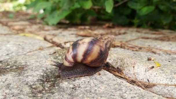 美丽的褐色陆地锥形蜗牛动物在自然界背景下的活动视频的闭合 — 图库视频影像