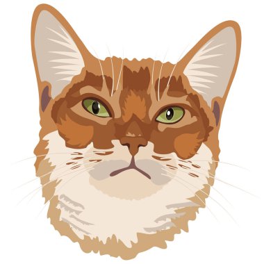 Beyaz arka planda kırmızı Habeş kedisinin portresi, vektör görüntüsü