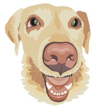 Beyaz arka planda, vektör görüntülü labrador cinsi bir köpeğin çizgi film ağızlığı