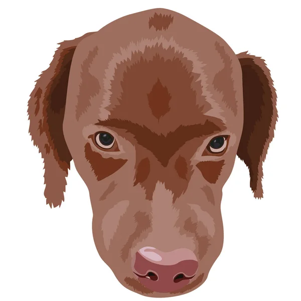 Portrait Labrador Brun Sur Fond Blanc Image Vectorielle — Image vectorielle