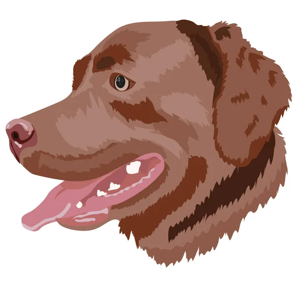 Retrato Labrador Marrón Sobre Fondo Blanco Imagen Vectorial — Vector de stock