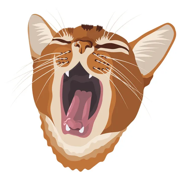 Красная Абиссинская Кошка Зевает Рот Широко Открыт Векторное Изображение Белом — стоковый вектор
