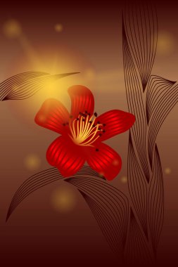 bombax çiçeği güneş ışınlarında karanlık bir arkaplanda