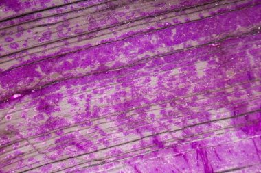 Sugilit mineral taşının detaylı dokusu. Sugilit bir sevgi taşıdır, manevi sevgi ve bilgeliği temsil eder..