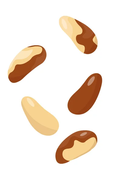 Brazilian walnut pada latar belakang terisolasi dalam gaya kartun datar .vector illustration.a set kacang jatuh. - Stok Vektor
