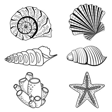 Bir dizi deniz kabuğu. Siyah çizgi, karalama tarzı.