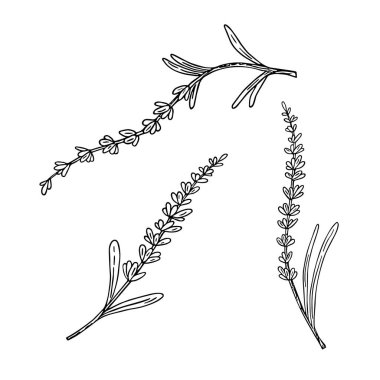 Lavanta, karalama el çizimi, çizgi çizimi. Botanik çiçek süslemesi, Fransız tarlası çiçeği, doğal organik ürün, bitki. İlaç tasarımı, aromaterapi, çay seremonisi..