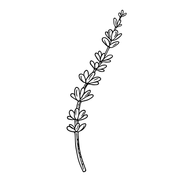 Lavendel Doodle Handgezeichnete Skizze Linie Art Botanical Blumendekoration Botanische Blumendekoration — Stockvektor