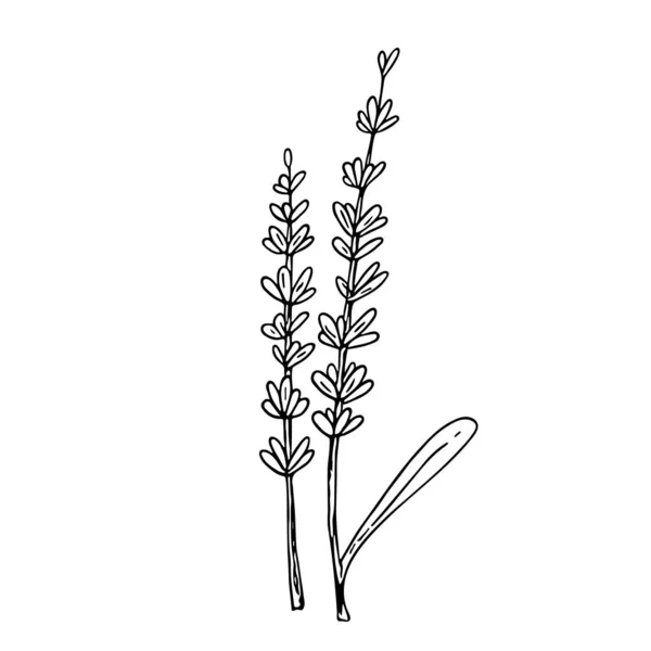 Lawenda Doodle Ręcznie Rysowane Szkic Linia Art Botaniczne Dekoracje Kwiatowe — Wektor stockowy