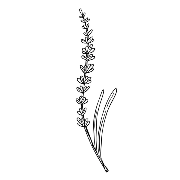 Lavanda Esboço Desenhado Mão Doodle Linha Art Botanical Decoração Floral — Vetor de Stock
