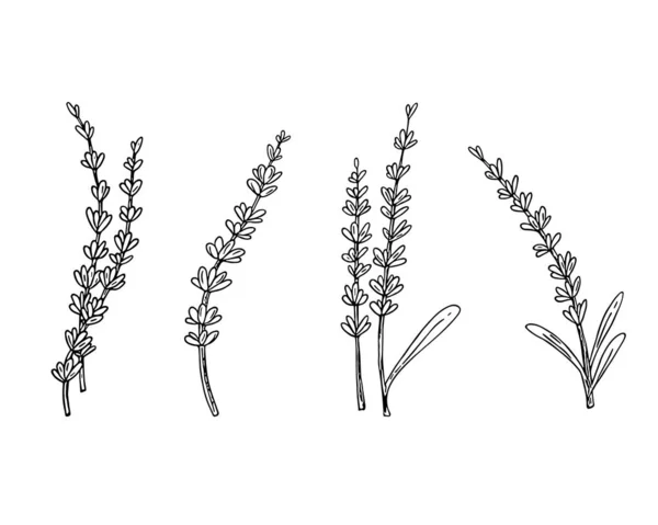 Lavendel Doodle Hand Getekend Schets Lijn Art Botanische Bloemen Decoratie — Stockvector