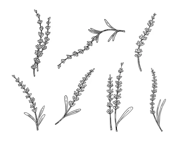 Lavendel Doodle Hand Getekend Schets Lijn Art Botanische Bloemen Decoratie — Stockvector