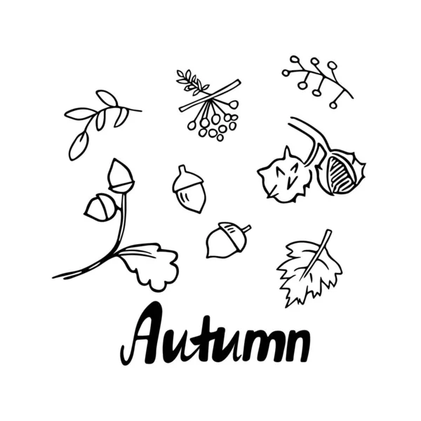 Doodle Autumn Set Hand Drawn Acorn Chestnut Rowan Berries Leaves — Stock Vector