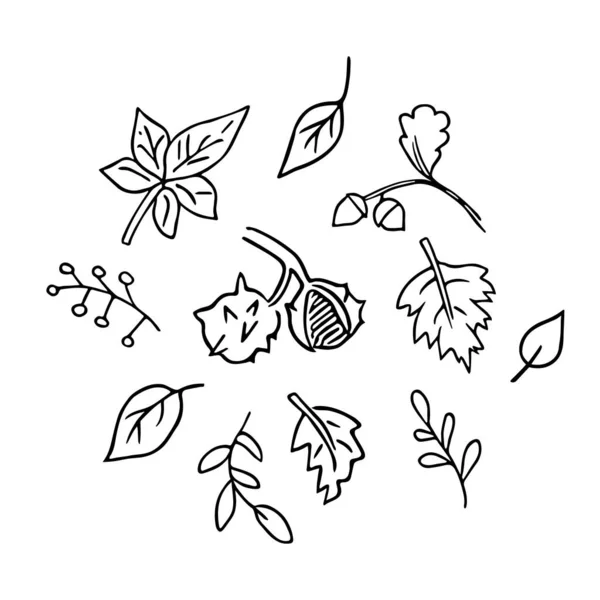 秋のセット アコーン 枝や葉 果実と手描きのオークをかわす スケッチ フリーハンドのミニマリズムデザイン 子供の描画 — ストックベクタ