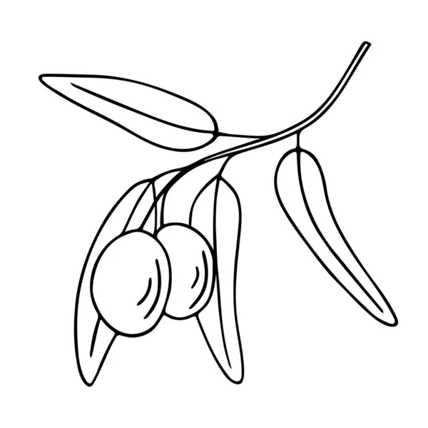 Olivová Větev Ručně Kreslený Čmáranice Větvička Listím Ovocným Obrysem Jednoduchý — Stockový vektor