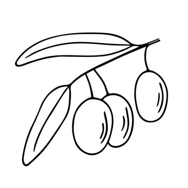 Zeytin dalı, elle çizilmiş karalama. Yapraklı dal ve meyve kaplamalı. Basit minimalist tasarım. Yemek menüsü ya da kozmetik konsept dekorasyonu. İzole edilmiş. Vektör.