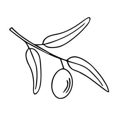 Zeytin dalı, elle çizilmiş karalama. Yapraklı dal ve meyve kaplamalı. Basit minimalist tasarım. Yemek menüsü ya da kozmetik konsept dekorasyonu. İzole edilmiş. Vektör.