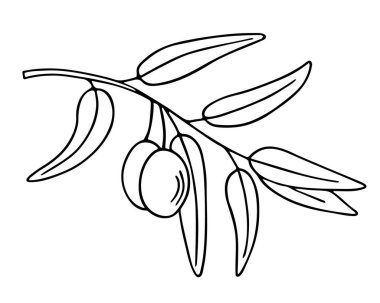 Zeytin dalı, elle çizilmiş karalama. Yapraklı dal ve meyve kaplamalı. Basit minimalist tasarım. Yemek menüsü ya da kozmetik konsept dekorasyonu. İzole edilmiş. Vektör.