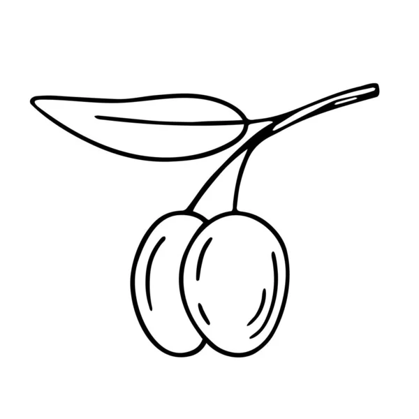 Olive Branch Hand Drawn Doodle Sketch Twig Leaves Fruit Outline — Stock Vector