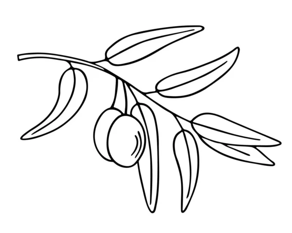 Оливковая Ветвь Нарисованный Вручную Рисунок Листьями Плодами Простой Минималистичный Дизайн — стоковый вектор