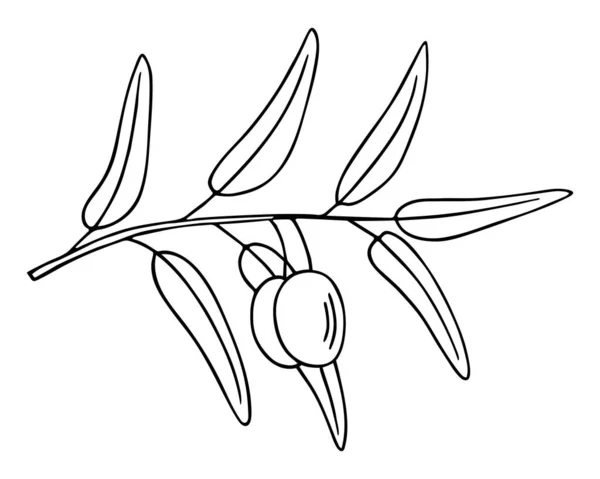 橄榄枝 手绘涂鸦草图 长有叶子和果实的假发 简单的简约设计 食品菜单或化妆品概念装饰 — 图库矢量图片